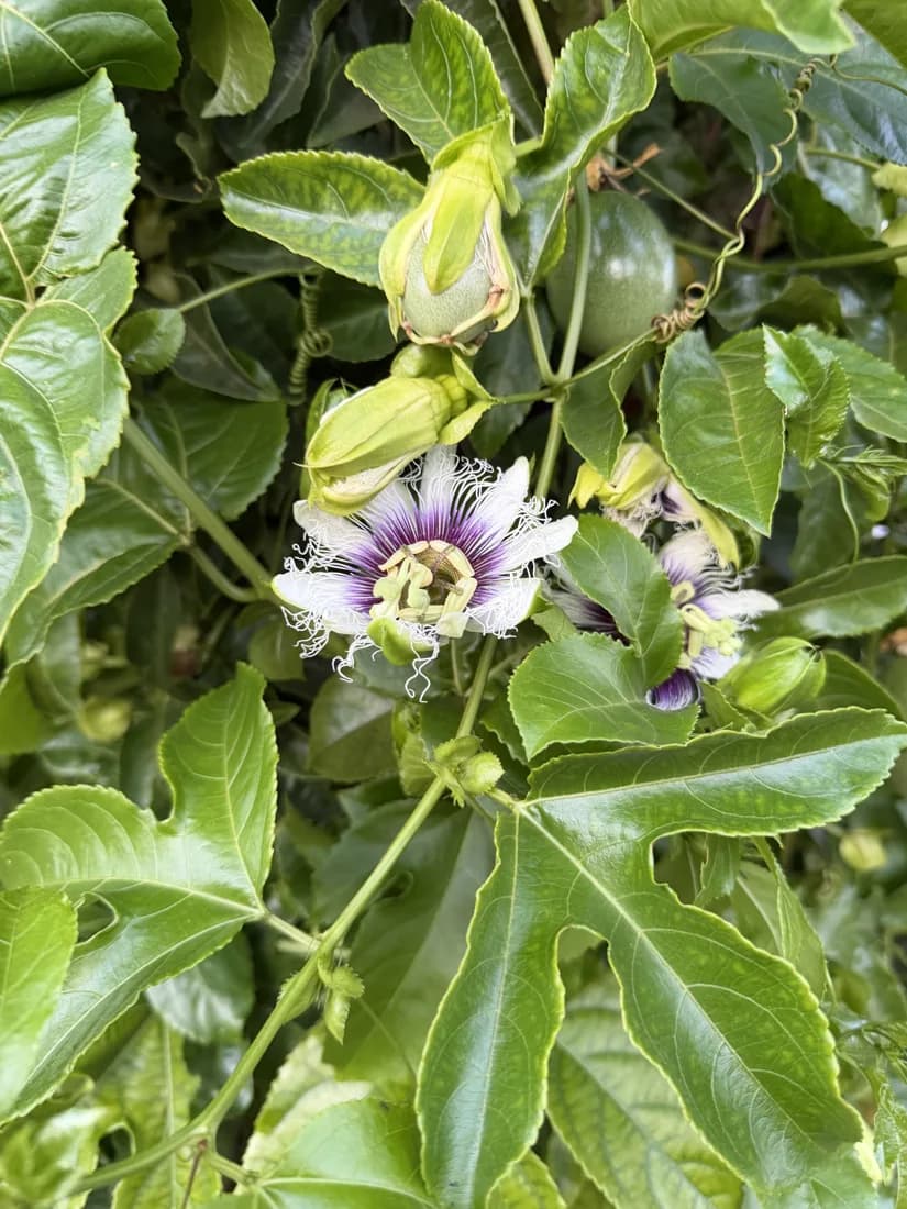 Purple and white passionflower among green leaves.